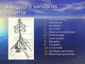 Duobagyvių (coelenterata) įvairovė ir pagrindiniai sandaros ypatumai 17 puslapis