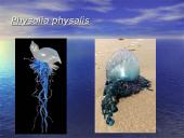 Duobagyvių (coelenterata) įvairovė ir pagrindiniai sandaros ypatumai 18 puslapis