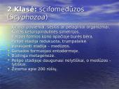 Duobagyvių (coelenterata) įvairovė ir pagrindiniai sandaros ypatumai 19 puslapis