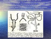 Duobagyvių (coelenterata) įvairovė ir pagrindiniai sandaros ypatumai 5 puslapis