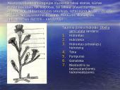 Duobagyvių (coelenterata) įvairovė ir pagrindiniai sandaros ypatumai 6 puslapis