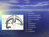 Duobagyvių (coelenterata) įvairovė ir pagrindiniai sandaros ypatumai 7 puslapis