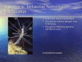 Duobagyvių (coelenterata) įvairovė ir pagrindiniai sandaros ypatumai 9 puslapis