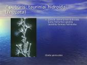 Duobagyvių (coelenterata) įvairovė ir pagrindiniai sandaros ypatumai 10 puslapis