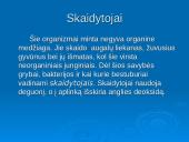 Ekosistema ekologijoje 8 puslapis