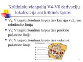 Elektrokardiografija (EKG) 12 puslapis