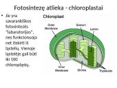 Fotosintezė ir ląstelinis kvėpavimas 4 puslapis