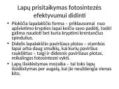 Fotosintezė ir ląstelinis kvėpavimas 8 puslapis