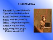 Galagų ekologija 2 puslapis