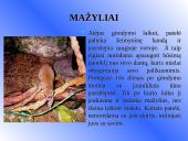 Galagų ekologija 11 puslapis