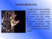 Galagų ekologija 13 puslapis