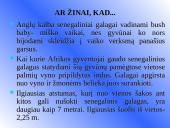 Galagų ekologija 14 puslapis