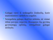 Galagų ekologija 15 puslapis