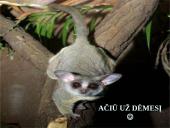 Galagų ekologija 16 puslapis