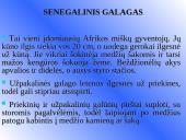 Galagų ekologija 4 puslapis