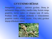 Galagų ekologija 6 puslapis