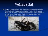 Gyvybės atsiradimo kilmės hipotezės. Nariuotakojai 11 puslapis