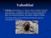 Gyvybės atsiradimo kilmės hipotezės. Nariuotakojai 13 puslapis