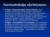 Gyvybės atsiradimo kilmės hipotezės. Nariuotakojai 14 puslapis