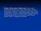 Gyvybės atsiradimo kilmės hipotezės. Nariuotakojai 15 puslapis