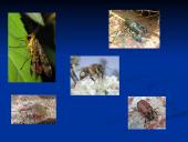 Gyvybės atsiradimo kilmės hipotezės. Nariuotakojai 16 puslapis