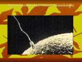 Gyvūnų dauginimasis 5 puslapis