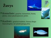 Gyvūnų karalystė 14 puslapis