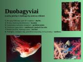 Gyvūnų karalystė 4 puslapis