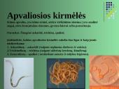 Gyvūnų karalystė 6 puslapis