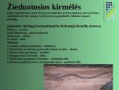 Gyvūnų karalystė 8 puslapis