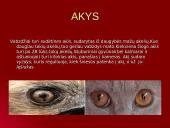 Gyvūnų pojūčiai 2 puslapis