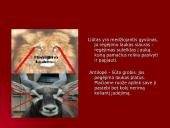 Gyvūnų pojūčiai 3 puslapis