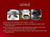 Gyvūnų pojūčiai 4 puslapis