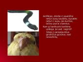 Gyvūnų pojūčiai 7 puslapis