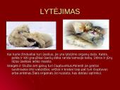 Gyvūnų pojūčiai 8 puslapis