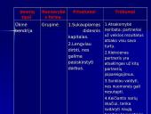 Įmonių samprata ir klasifikavimas 13 puslapis