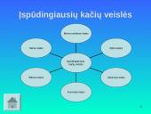 Įspūdingiausios kačių veislės 5 puslapis