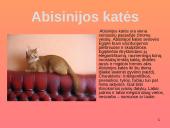 Įspūdingiausios kačių veislės 8 puslapis