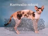 Įspūdingiausios kačių veislės 9 puslapis