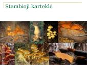 Kaišiadorių rajono saugomi gyvūnai ir augalai 2 puslapis