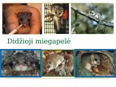 Kaišiadorių rajono saugomi gyvūnai ir augalai 11 puslapis