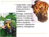 Kaišiadorių rajono saugomi gyvūnai ir augalai 4 puslapis