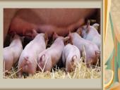 Kiaulių gripas 12 puslapis