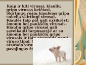 Kiaulių gripas 3 puslapis