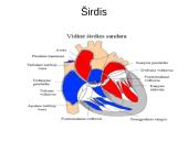 Kraujotakos sistema 19 puslapis