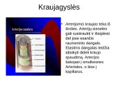 Kraujotakos sistema 3 puslapis