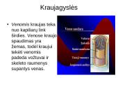 Kraujotakos sistema 4 puslapis