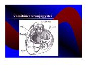 Kraujotakos sistema 7 puslapis