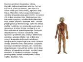 Kraujotakos sistema 9 puslapis