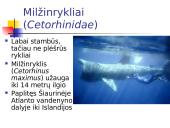 Kremzlinių žuvų įvairovė ir paplitimas 10 puslapis